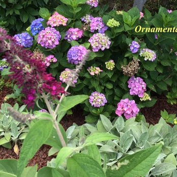 Isaiah's Figtree - Ornamental Gardening - Nurseries & Gardening Near Me - Fresh Meadows, New York Isaiah's Figtree - Ornamental Gardening - Nurseries & Gardening Near Me - Fresh Meadows, New York