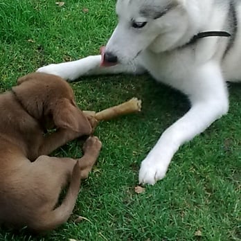 ac perfect pooches - Pet Training Near Me - Carlisle, CMA
