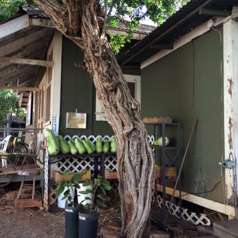 Taro Ko Factory - The Taro Ko Chip stop - Food Stands Near Me - Hanapepe, Hawaii Taro Ko Factory - The Taro Ko Chip stop - Food Stands Near Me - Hanapepe, Hawaii