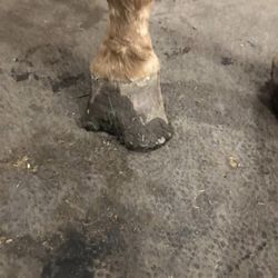 A Touch of Majic equestrian Center - One of the Tyler's lesson horses, Brooklyn. She remained like this for approximately 2 weeks.