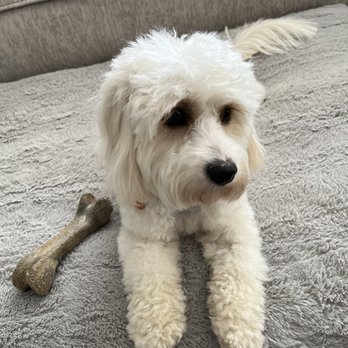 Canton Pet Spa - Pet Groomers Near Me - Canton, Georgia