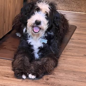 The Bark Chateau - What he looked like before - Pet Training Near Me - Lakewood, Washington