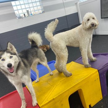 Room For Paws Pet Resort - enjoying the play structures - Pet Groomers Near Me - Stamford, Connecticut Room For Paws Pet Resort - enjoying the play structures - Pet Groomers Near Me - Stamford, Connecticut