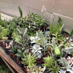 New Utrecht Garden Center - And some more cute succulents!
