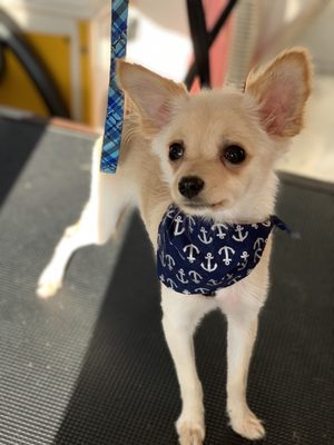 ooh la la mobile pet spa