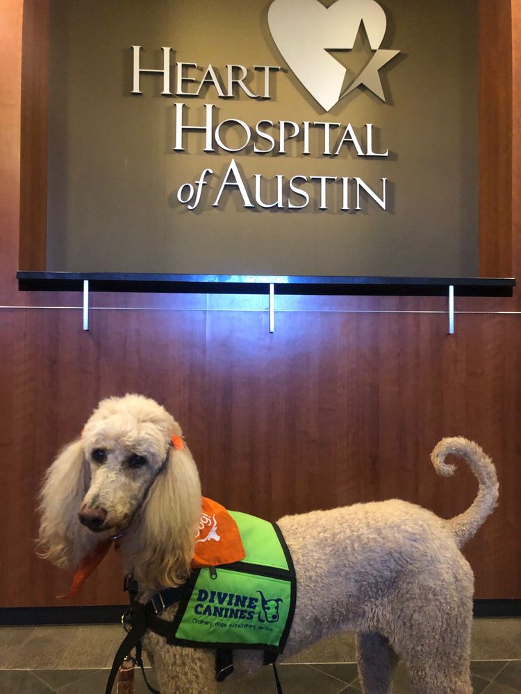 Divine Canines - social services organization in Austin, TX