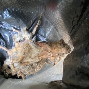 Long Pest Control - Disgusting but decayed. That's the only rat I'm seeing these days. - Pest Control Near Me - Tacoma, Washington