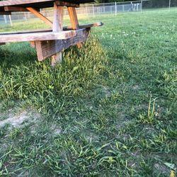 Romp and Play Dog Park - Grass at the dog park
