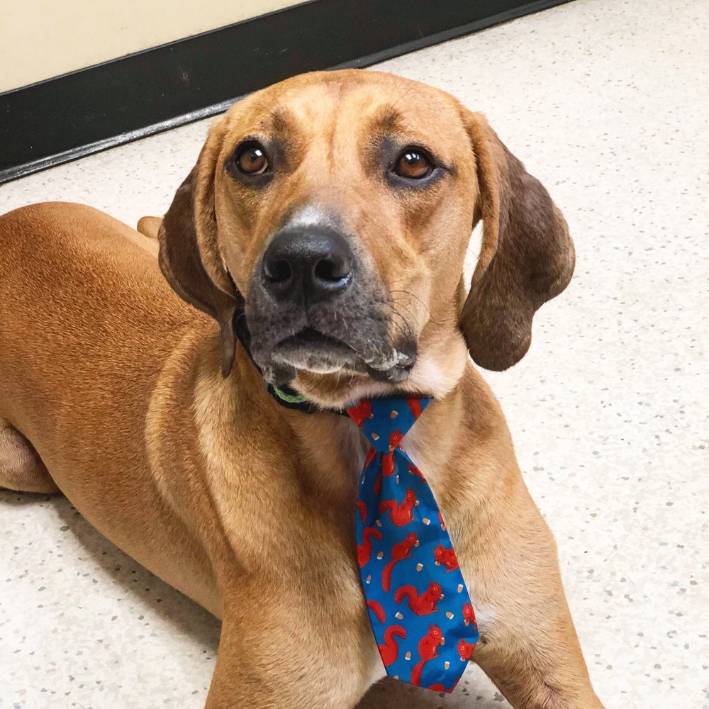 Ehrlich Animal Hospital & Arthritis Therapy Center - patient advocate in Tampa, FL