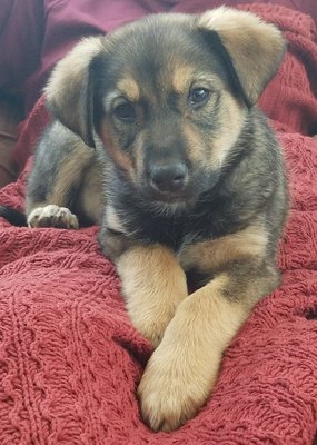 Lifeline Puppy Rescue by null