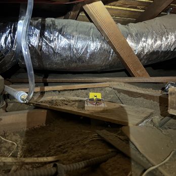 PEAK Pest Control - Traps strategically placed in the attic to target active rodent areas - Pest Control Near Me