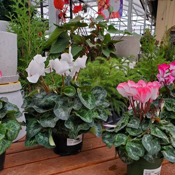 Andy's Garden - Nurseries & Gardening Near Me - Troy, Ohio