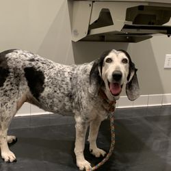 Luckney Animal Hospital
