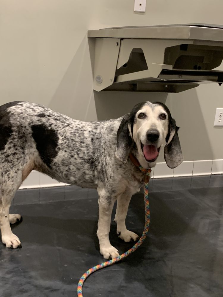 Luckney Animal Hospital - pet boarding facility in Flowood, MS