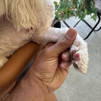 Tami's Tender Touch - Pet Groomers Near Me - La Mesa, California Tami's Tender Touch - Pet Groomers Near Me - La Mesa, California