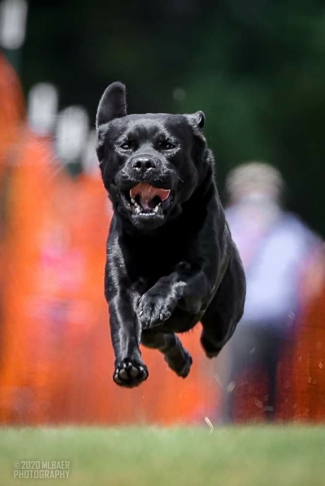 TLC DOG TRAINING, LLC Updated October 2024 44 Photos Matawan, New