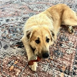 James River Dog Training - Great Pyrenees/Golden Retriever puppy