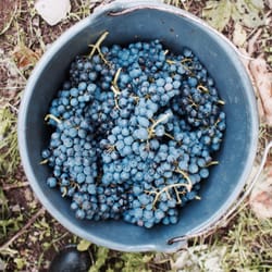 Weingut Arns - Spätburgundertrauben