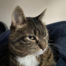 An adorable cat An adorable cat
