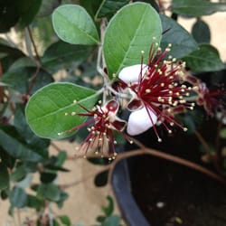 Ökologisch-Botanischer Garten