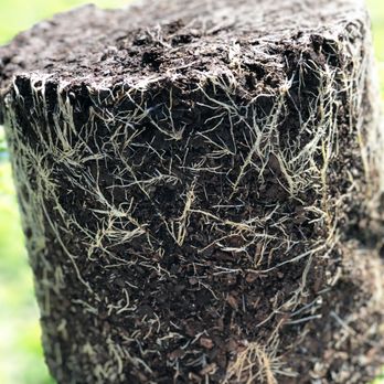 Marble Botanics - Start strong with healthy root systems. - Landscaping Near Me Marble Botanics - Start strong with healthy root systems. - Landscaping Near Me