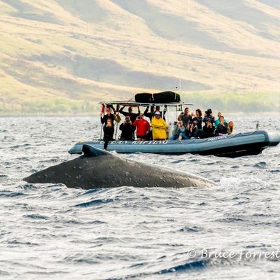 Hawaii Ocean Rafting Whale Watch and Snorkel by null