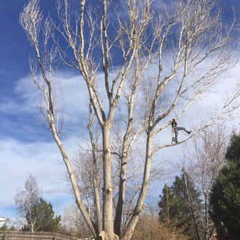 Senn's Tree Service - Taking out a hazard cottonwood tree - Tree Services Near Me - Arvada, Colorado