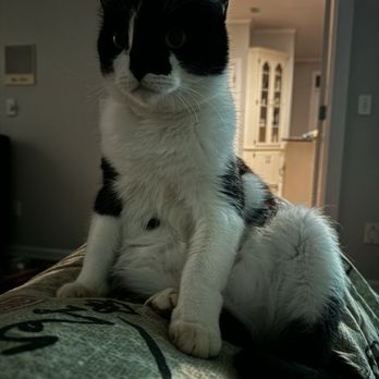 Care Animal Center - My Twinker's sore on his chest - Veterinarians Near Me - Dothan, Alabama Care Animal Center - My Twinker's sore on his chest - Veterinarians Near Me - Dothan, Alabama
