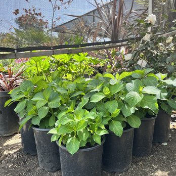 Classic Nursery - Nurseries & Gardening Near Me - Tarzana, California Classic Nursery - Nurseries & Gardening Near Me - Tarzana, California