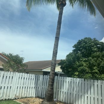 Big Dawg's Tree Service - Cleaned up palm tree!!! - Tree Services Near Me - Miami, Florida