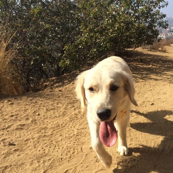Trebek Open Space - Sadie needs some agua ¡por favor! - Hiking Near Me - Los Angeles, California Trebek Open Space - Sadie needs some agua ¡por favor! - Hiking Near Me - Los Angeles, California