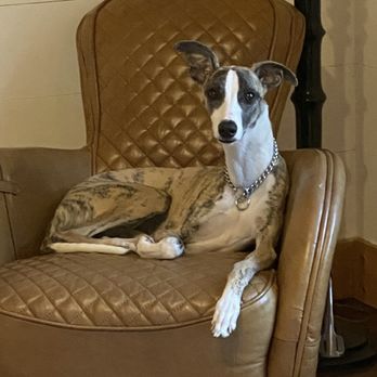 PetSmart - Westley the Darling Diva. - Pet Stores Near Me - Spanish Fort, Alabama