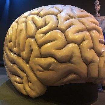 The Health Museum - Brain - Museums Near Me - Houston, Texas