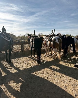 White Stallion Ranch by null