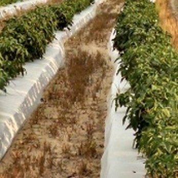 Jackson Farms - rows of plants growing in a field - Farmers Market Near Me - Grand Ridge, Florida