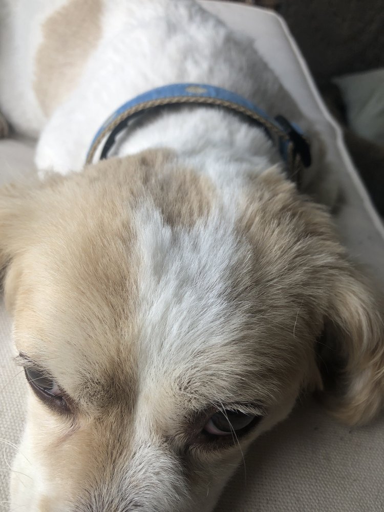 THE DOG HOUSE Updated July 2024 20 Photos & 27 Reviews 451 Nathan