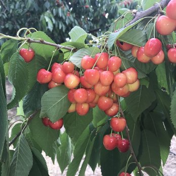 King Orchards - Fruits & Veggies Near Me - Kewadin, Michigan King Orchards - Fruits & Veggies Near Me - Kewadin, Michigan