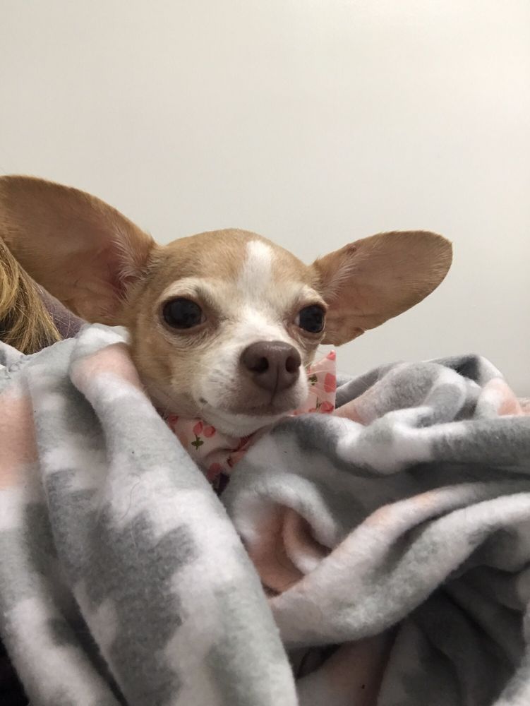 PET EXPRESS ANIMAL HOSPITAL 26 Photos & 59 Reviews Veterinarians