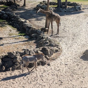 Brevard Zoo - Zebra giraffe - Zoos Near Me - Melbourne, Florida Brevard Zoo - Zebra giraffe - Zoos Near Me - Melbourne, Florida