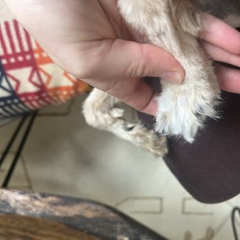 Eagle Mobile Pet Grooming - Feet unfinished - Pet Groomers Near Me Eagle Mobile Pet Grooming - Feet unfinished - Pet Groomers Near Me