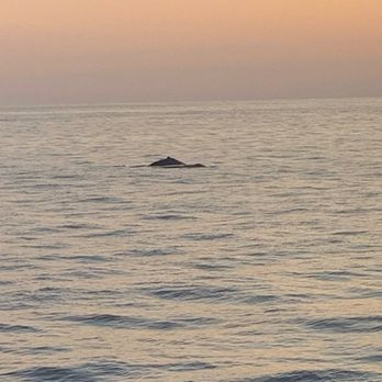 Prince Kuhio Tours - Whales, Whales!! - Boat Tours Near Me - Honolulu, Hawaii Prince Kuhio Tours - Whales, Whales!! - Boat Tours Near Me - Honolulu, Hawaii