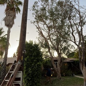 Joel's Tree Service - Trimmed tree - Tree Services Near Me Joel's Tree Service - Trimmed tree - Tree Services Near Me