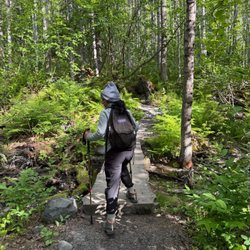 Exit Glacier and Harding Icefield Trail - Near start of trail