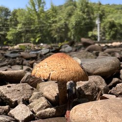 Mulberry River Outdoor Adventures