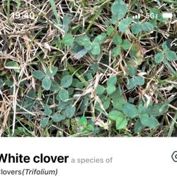 Lawn Doctor of Wayne and Northern New Jersey - Weed in my lawn