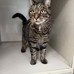 Conway Area Humane Society