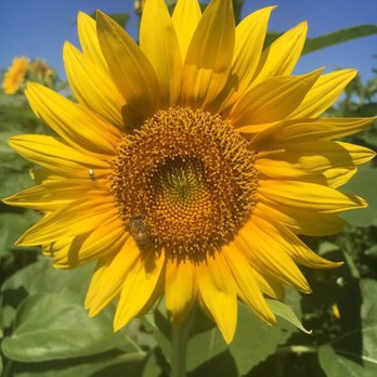 Sledd's U Pick - Pick Your Own Farms Near Me - Mims, Florida Sledd's U Pick - Pick Your Own Farms Near Me - Mims, Florida