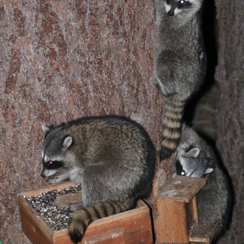 critter care mobile vet