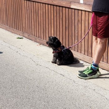 Art at the Glen - Dog spotting is always fun. The first dog that we saw out of many more! - Pop-up Shops Near Me - Glenview, Illinois