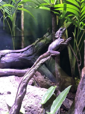 Cairns Aquarium by null